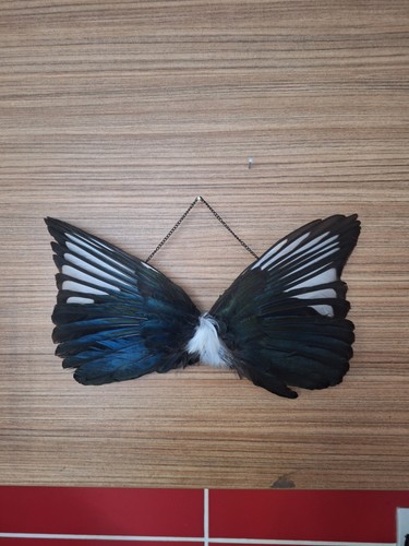 Taxidermy hanging magpie wings - hanging,