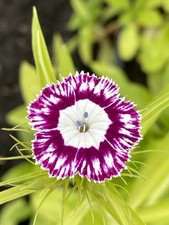 10 X Sweet William Large Plugs