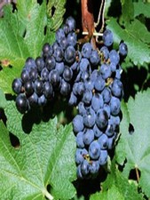 8ft inc. pot BLACK TABLE GRAPE VINE Vitis Boskoop Glory 15litre just repotted
