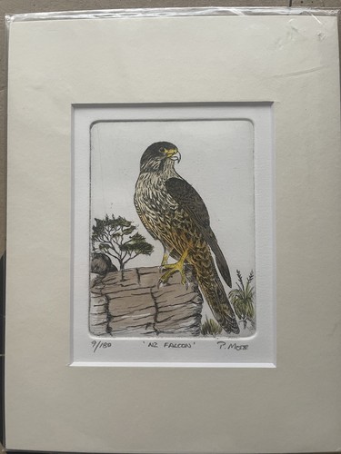 Pauline morse falcon - pauline, ‘nz