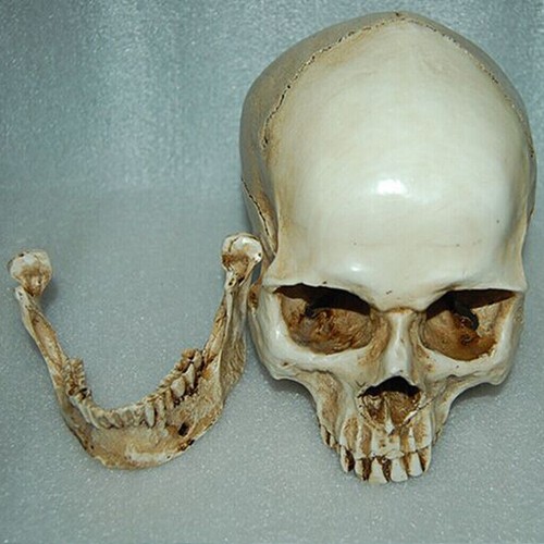 Lifesize realistic human skull - realistic,