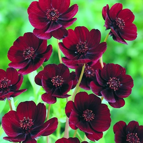 Cosmos chocolate perennial - cosmos,