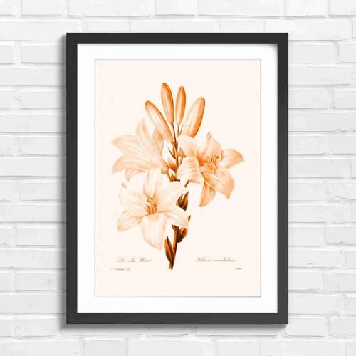 Vintage white lily botanical - white,