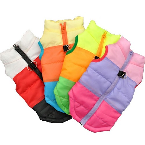 Pet dog cat - pet, coat
