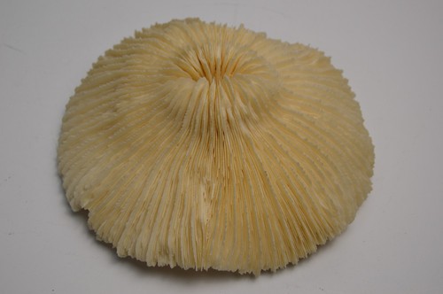 Large natural coral reef - natural,