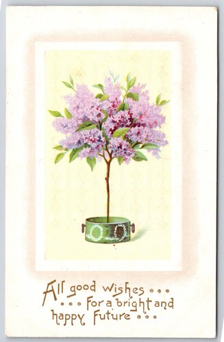 Purple lilac tree all - tree, good