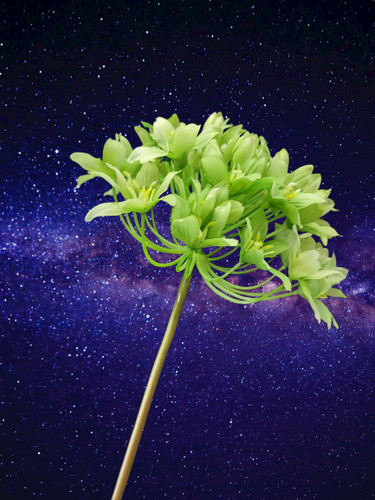 Artificial agapanthus green - artificial,