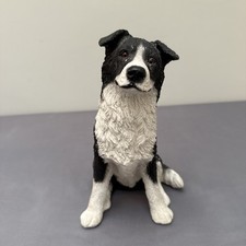Border Collie Sheepdog Dog
