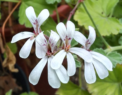 Pelargonium fragrans - pelargonium,