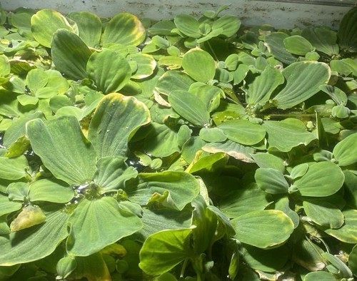Large water lettuce - large,