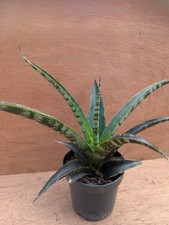 Sansevieria trifisciata habrid