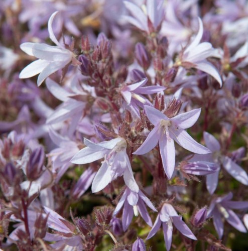 Campanula plug plants - campanula,