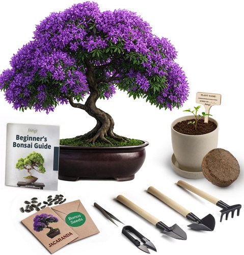 Bonsai starter kit growing - bonsai, –