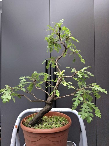 Part trained yamadori - part,