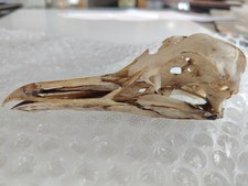 Real Taxidermy Sea Bird Skull