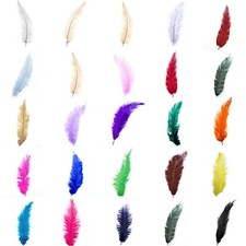 Ostrich feathers 12 - feathers, /