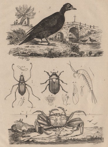 Machilidae macraspis water - machilidae.,