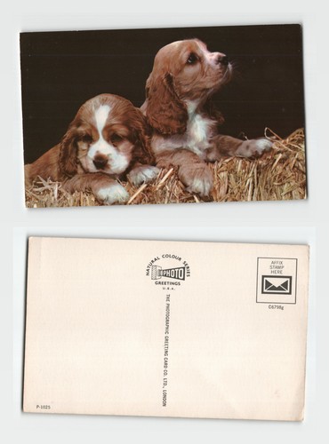 Postcard cocker spaniel - postcard,