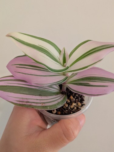 Potted tradescantia nanouk - potted,