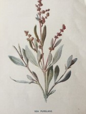 Sea Purslane Antique Print c.1902 | British Wildflower | Victorian Botanical Art