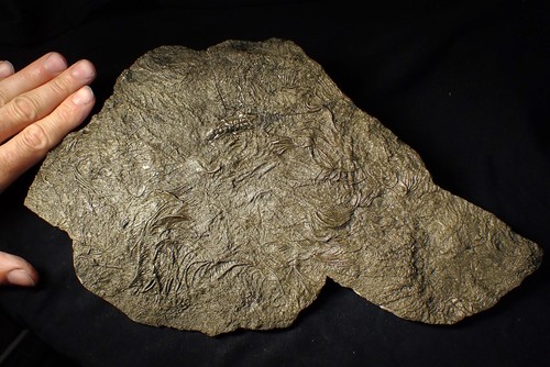 Huge uncommon pyrite crinoid