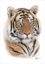Bengal Tiger colour pencil