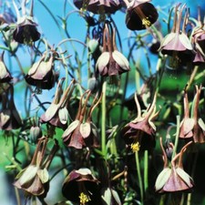 Aquilegia Seeds Flower Garden Plants 'Chocolate Soldier' 1 Packet 15 Seeds T&M