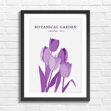 Multicolor Tulips Botanical