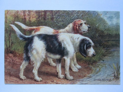 The otter hound - the, vintage