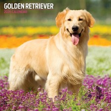 Golden Retriever 2026