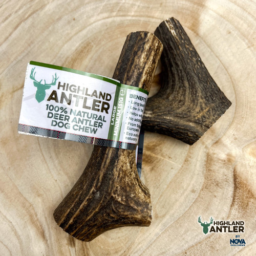 Highland antler large natural - antler,