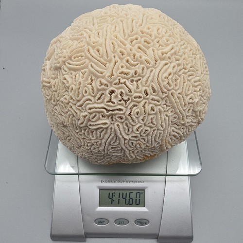Brain coral natural vintage - brain,
