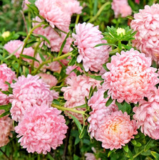 200x Paeony Aster Seeds –