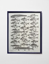 Oil painting lots of freshwater fish Ukrainian painter paper Framed original art