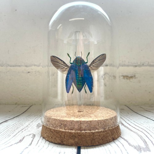 Blue jewel beetle - blue,