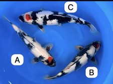 1 QTY HQ  TANCHO SHOWA