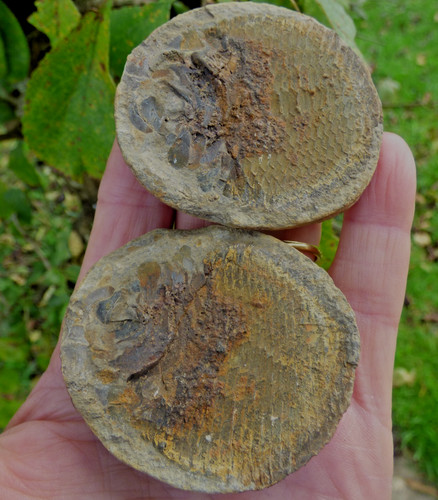Fossil fish bobastrania - fossil,