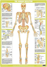 Skeleton poster anatomy - a1,