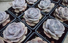 1 x Random Echeveria Cooks