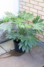 Large Fatsia Variegata Plant