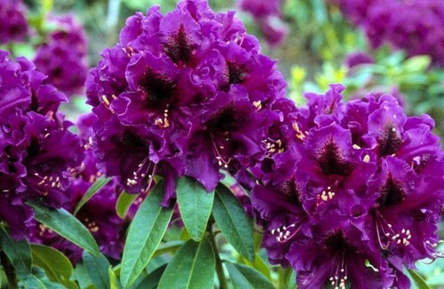Rhododendron purple splendour - rhododendron,