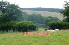 PHOTO  GRAZING LAND NEAR