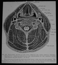 TRANSVERSE SECTION OF HUMAN NECK C1950 Magic Lantern Slide VINTAGE ILLUSTRATION