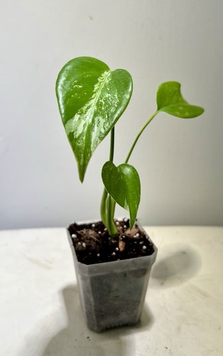 Monstera deliciosa albo - monstera,