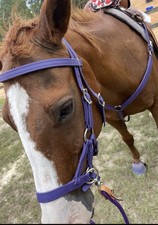 Two Horse Tack Purple Beta