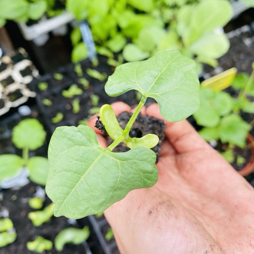 French climbing beans - climbing, blue