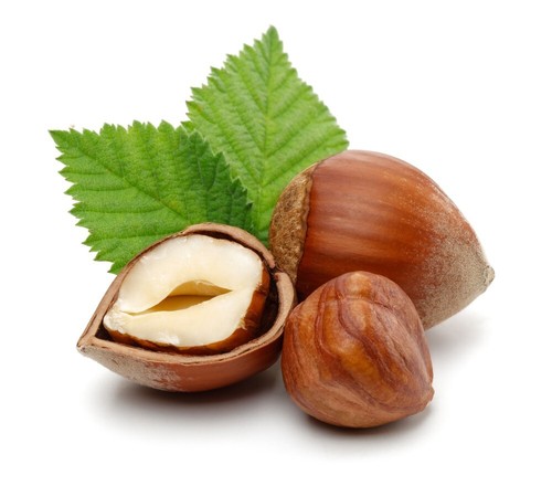 Hazelnut tree kentish cobnut - tree,