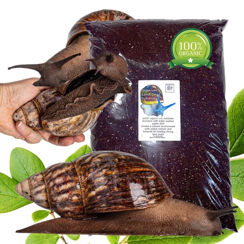 African land snail - african,