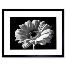 Black White Gerbera Flower Bloom Photo Framed Art Print Picture & Mount 12x16"