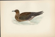 Skua Morris British Birds